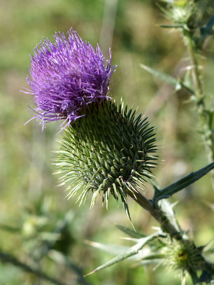 Image of Cirsium vulgare specimen.