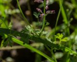 Fumaria officinalis