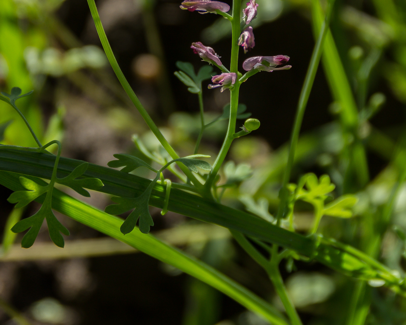 Image of Fumaria officinalis specimen.