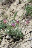 Astragalus schrenkianus