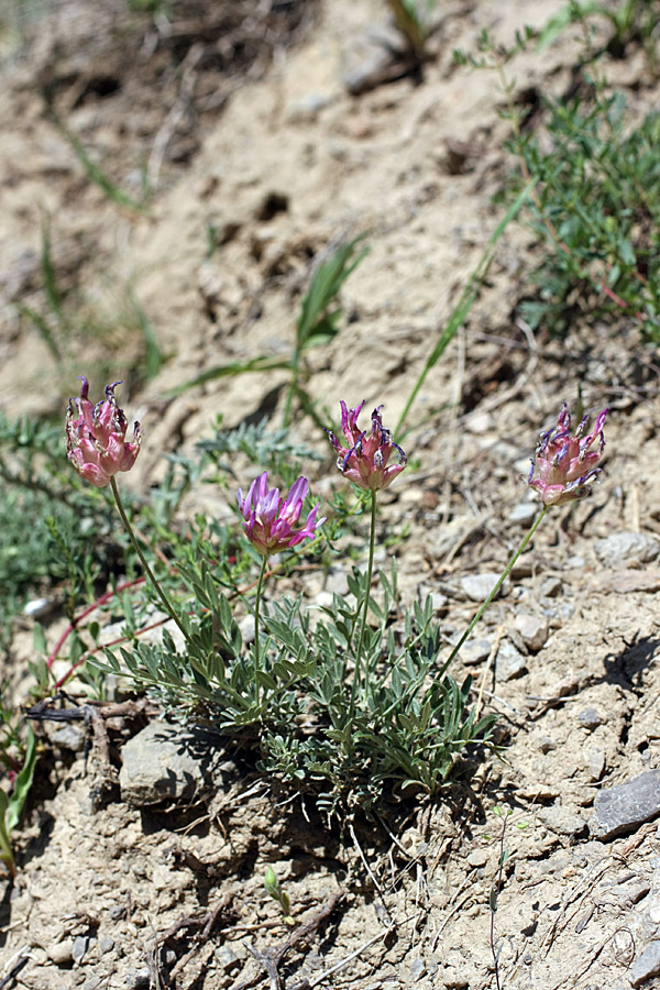 Изображение особи Astragalus schrenkianus.