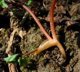Corydalis caucasica