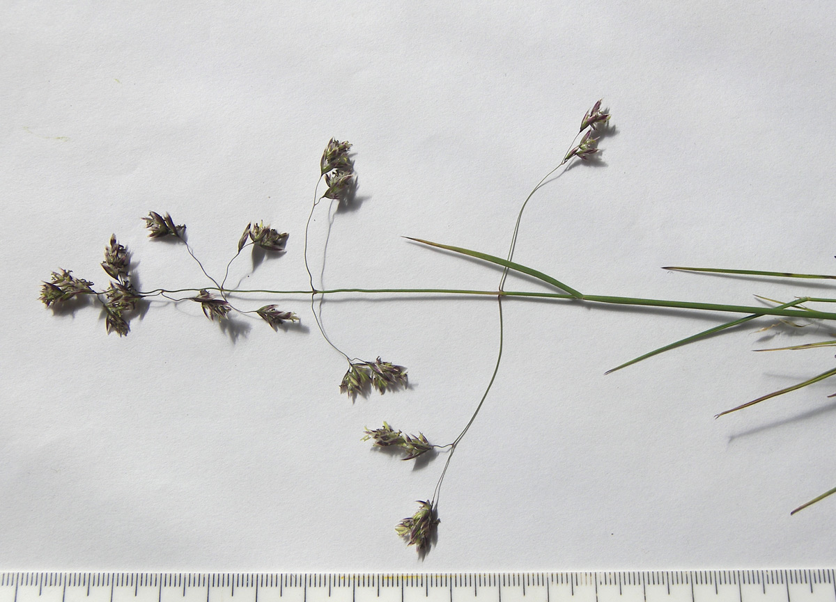 Image of Hyalopoa pontica specimen.