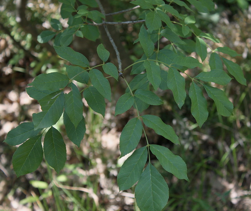 Image of Fraxinus ornus specimen.