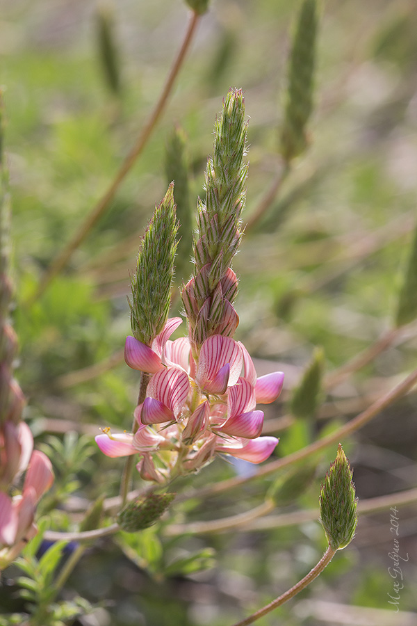 Image of Onobrychis miniata specimen.