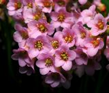 Bergenia crassifolia. Часть соцветия. Московская обл., Раменский р-н, окр. дер. Хрипань, садовый участок. 22.05.2015.