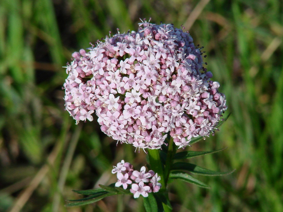 Изображение особи Valeriana alternifolia.