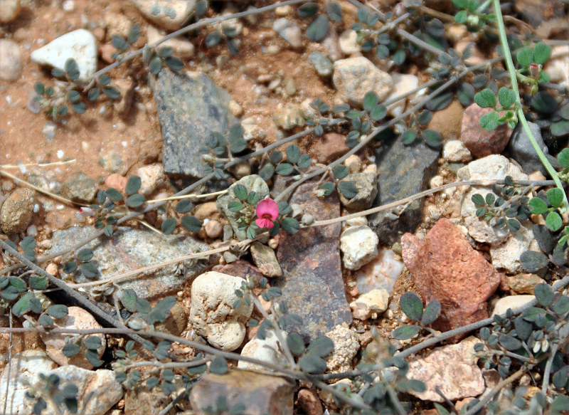 Image of Indigofera nephrocarpa specimen.