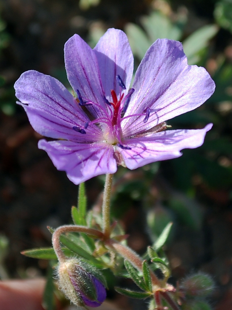 Image of Geranium transversale specimen.