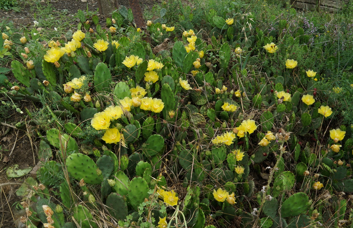 Image of Opuntia humifusa specimen.