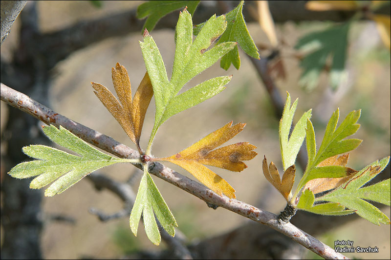 Image of Crataegus pojarkovae specimen.