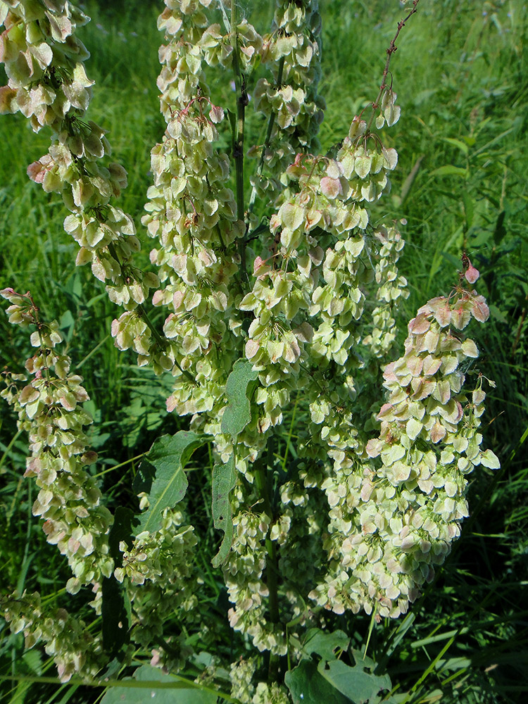 Image of Rumex aquaticus specimen.