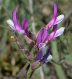 Astragalus macropus. Соцветие. Татарстан, Бугульминский р-н, остепнённый склон. 21.06.2015.