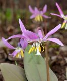 Erythronium sibiricum. Цветок. Москва, Ботанический сад МГУ.