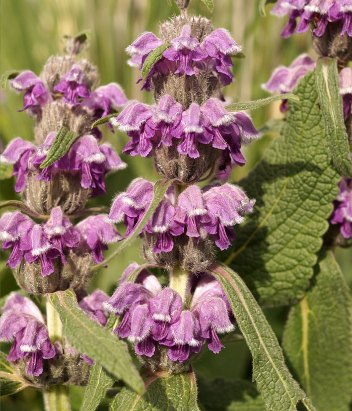 Изображение особи Phlomoides oreophila.