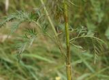 Chaerophyllum prescottii