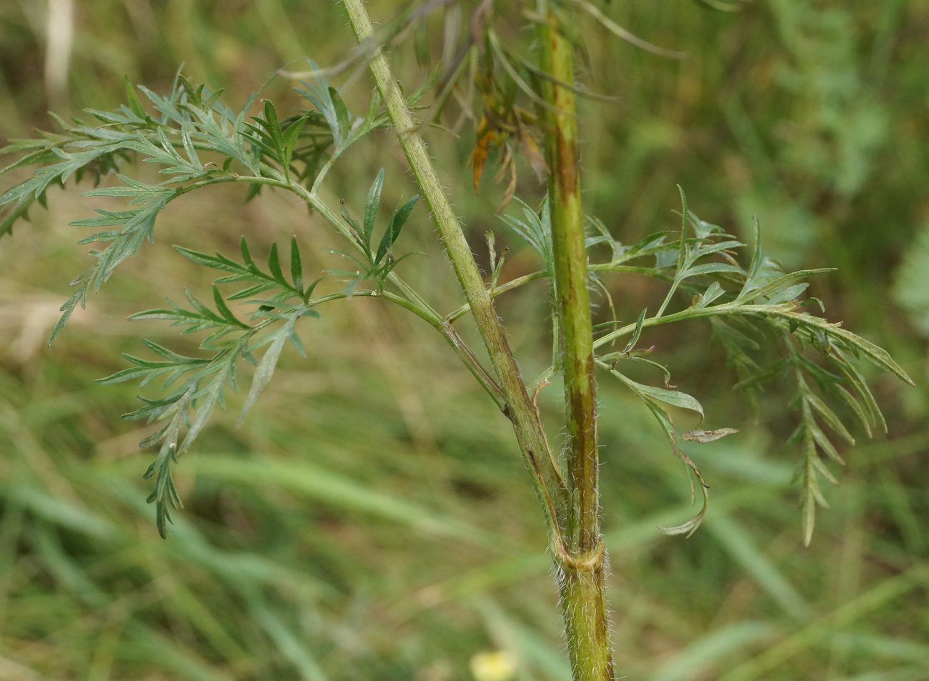 Изображение особи Chaerophyllum prescottii.