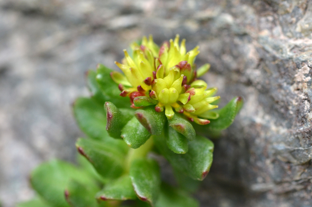 Image of Rhodiola gelida specimen.