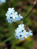 Myosotis imitata. Соцветия. Кыргызстан, Нарынская обл., левый берег р. Нарын, долина руч. Бурган-Суу. 05.06.2015.