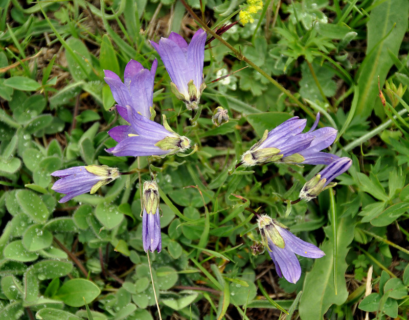 Изображение особи Campanula biebersteiniana.