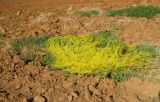 Cuscuta campestris