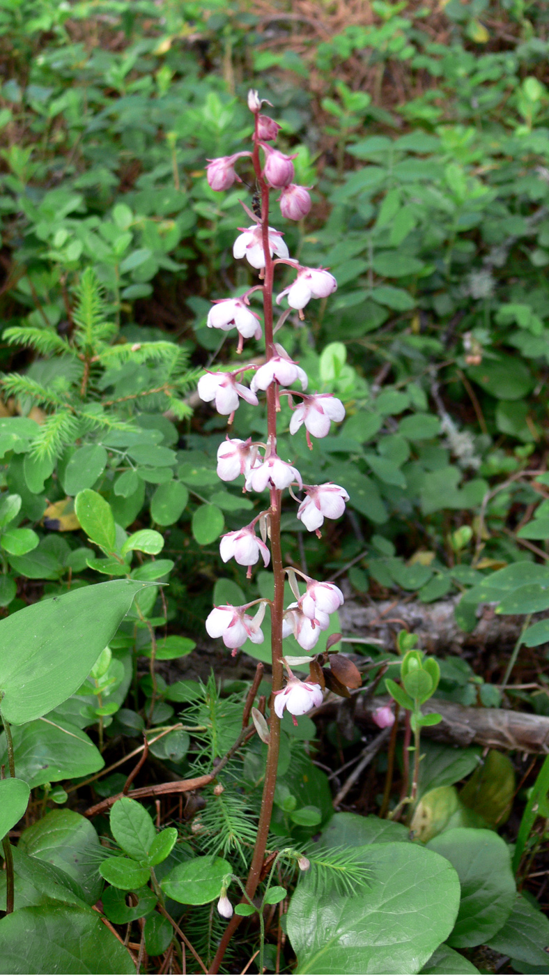 Изображение особи Pyrola incarnata.