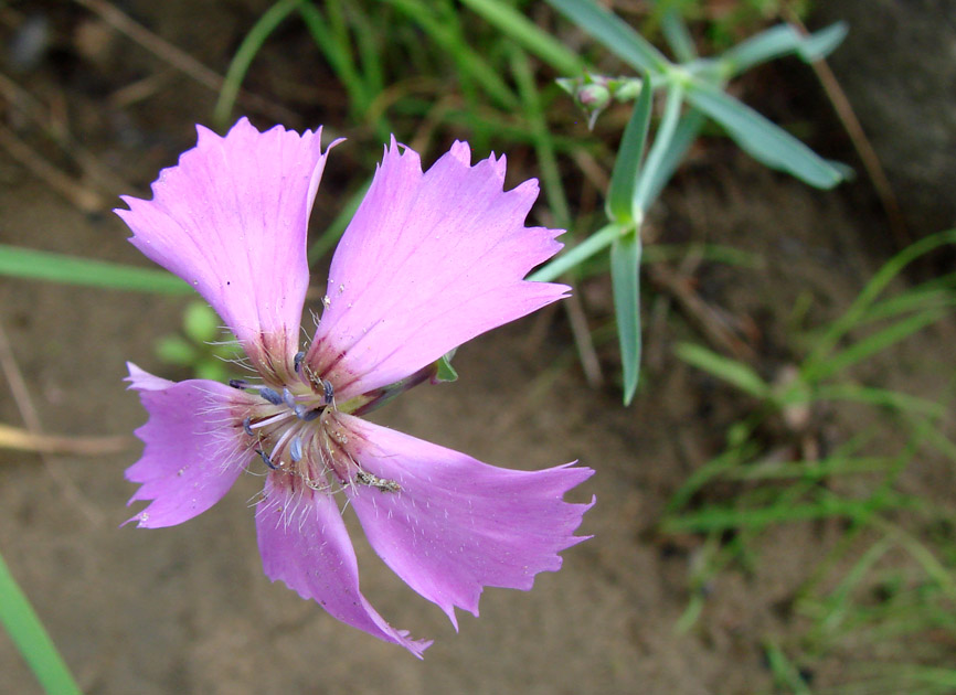 Изображение особи Dianthus repens.