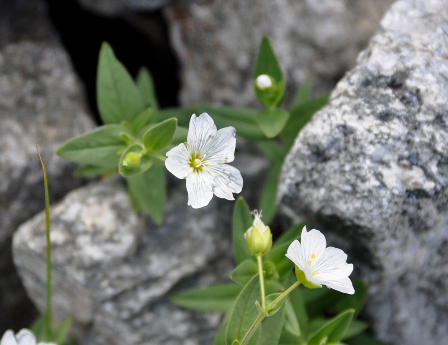 Изображение особи Cerastium lithospermifolium.