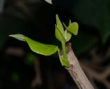 Hibiscus elatus