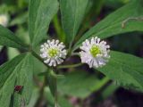 Anemone reflexa