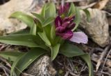 Anacamptis papilionacea