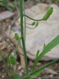 Goldbachia verrucosa