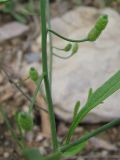 Goldbachia verrucosa. Часть побега с плодами. Казахстан, Сырдарьинский Каратау, Каратауский заповедник, бас. р. Кантаги. 29.04.2013.