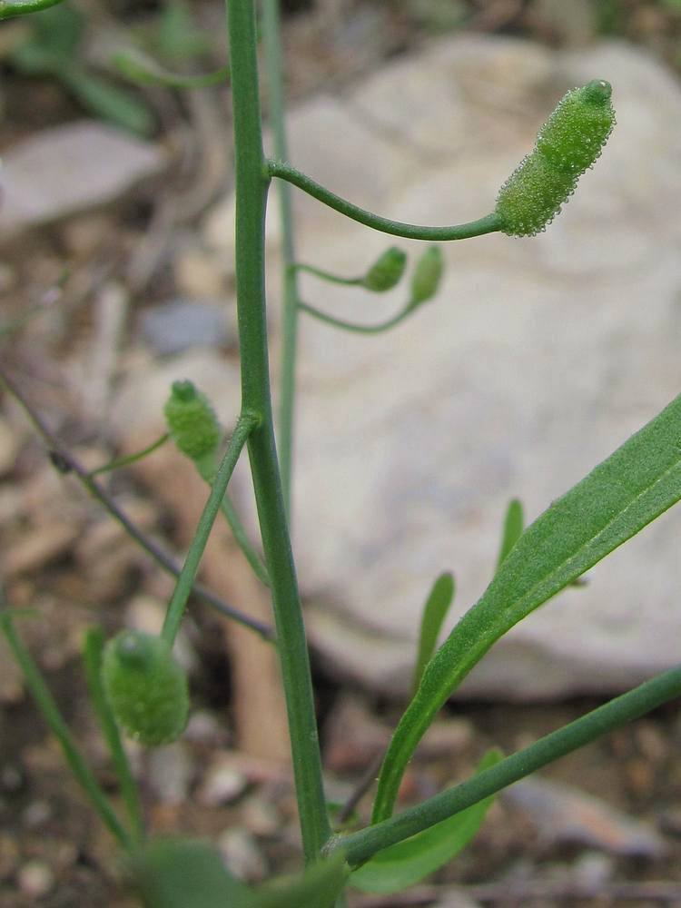 Изображение особи Goldbachia verrucosa.