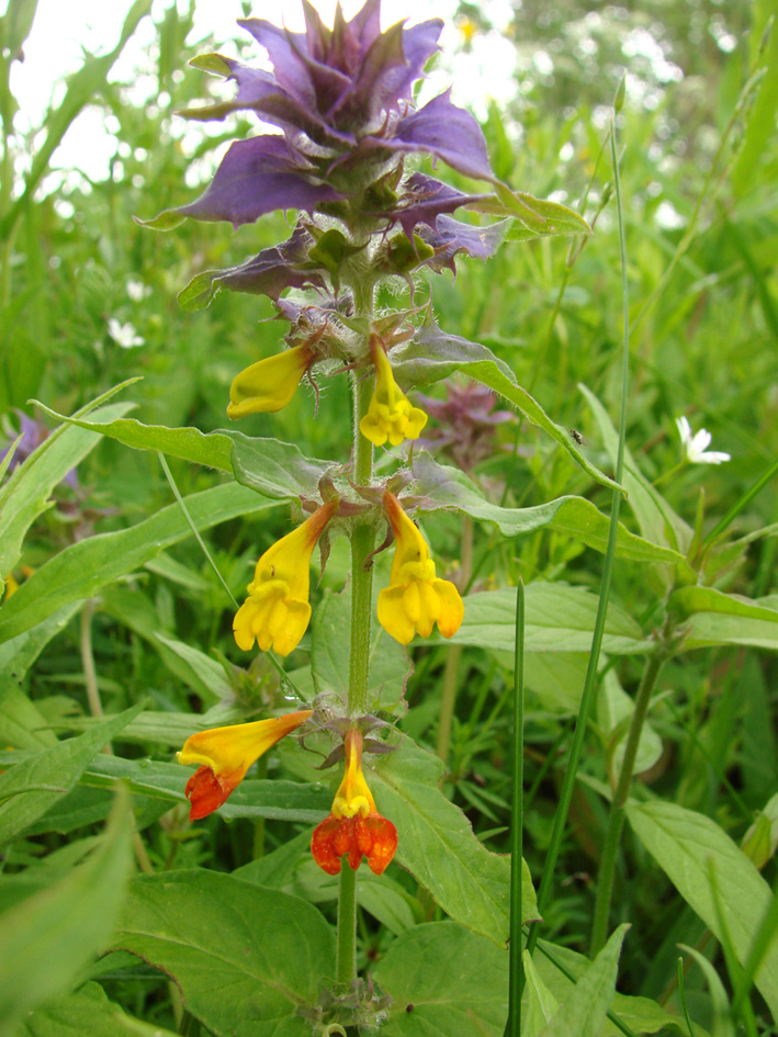 Image of Melampyrum nemorosum specimen.