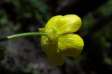 Ranunculus constantinopolitanus. Цветок (вид со стороны цветоножки). Республика Адыгея, дубово-грабовый лес к востоку от г. Майкоп, поляна. 05.04.2016.