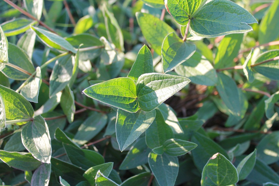 Image of Clematis integrifolia specimen.