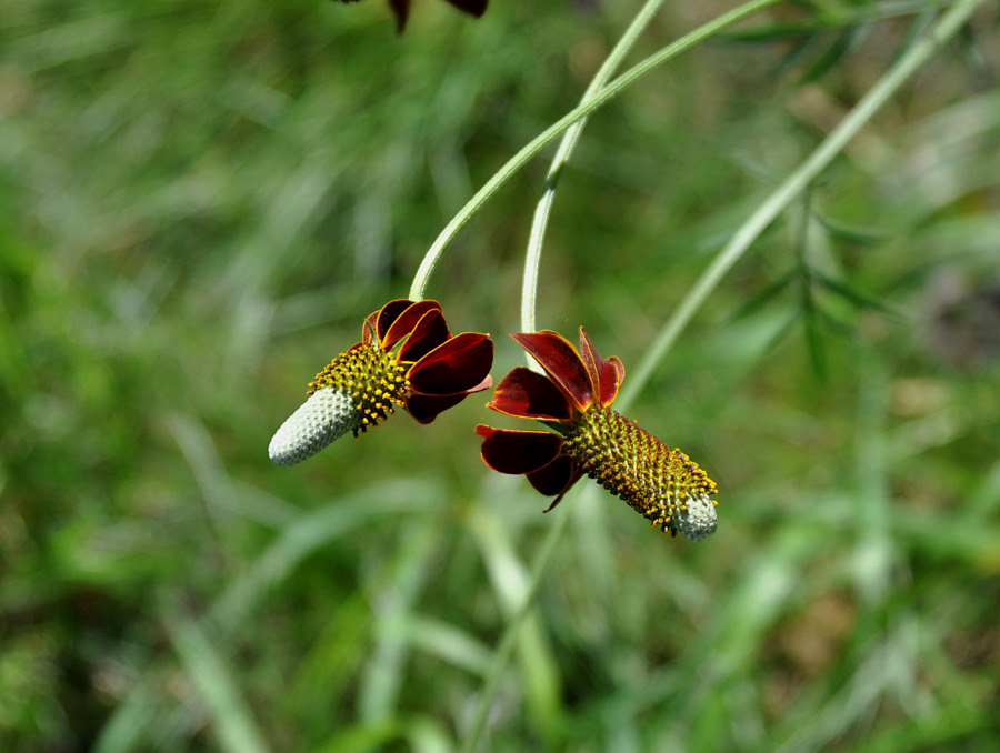 Изображение особи Rudbeckia columnifera.