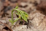 Mercurialis perennis. Молодой побег с бутонами. Санкт-Петербург, Дудергофские высоты, широколиственный лес. 17.04.2016.