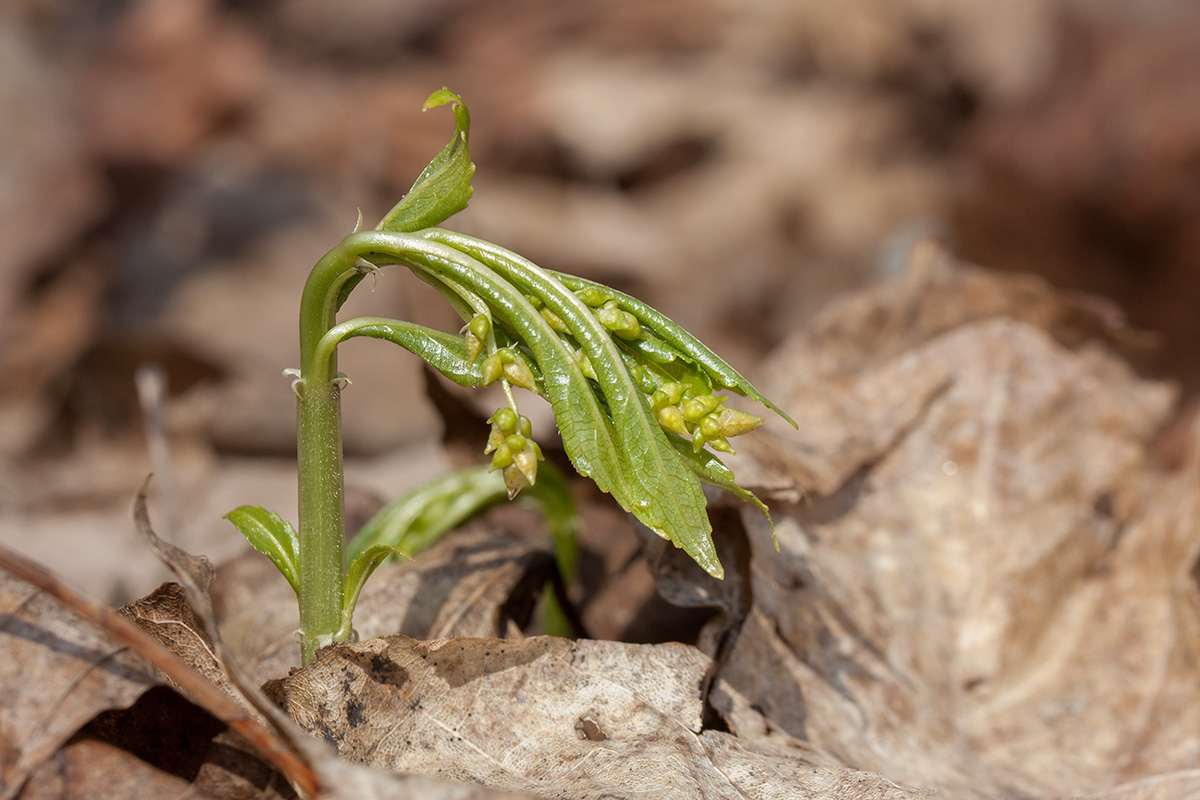 Изображение особи Mercurialis perennis.