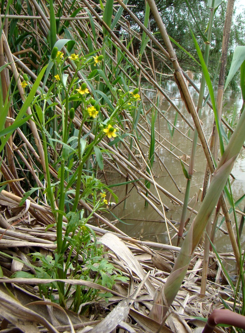 Image of Ranunculus sceleratus specimen.