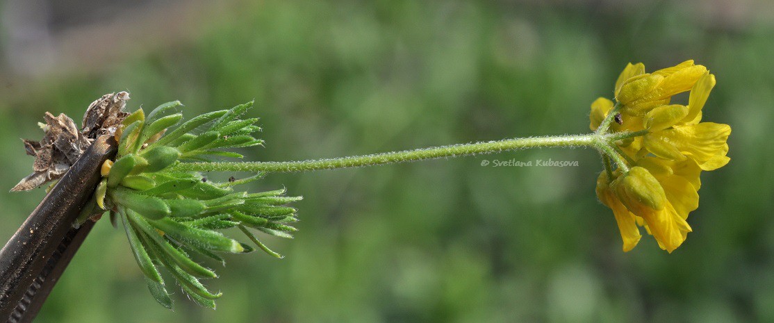 Image of Draba bruniifolia specimen.