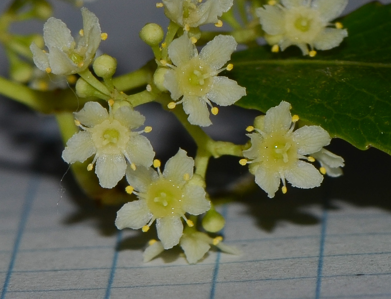 Изображение особи Catha edulis.
