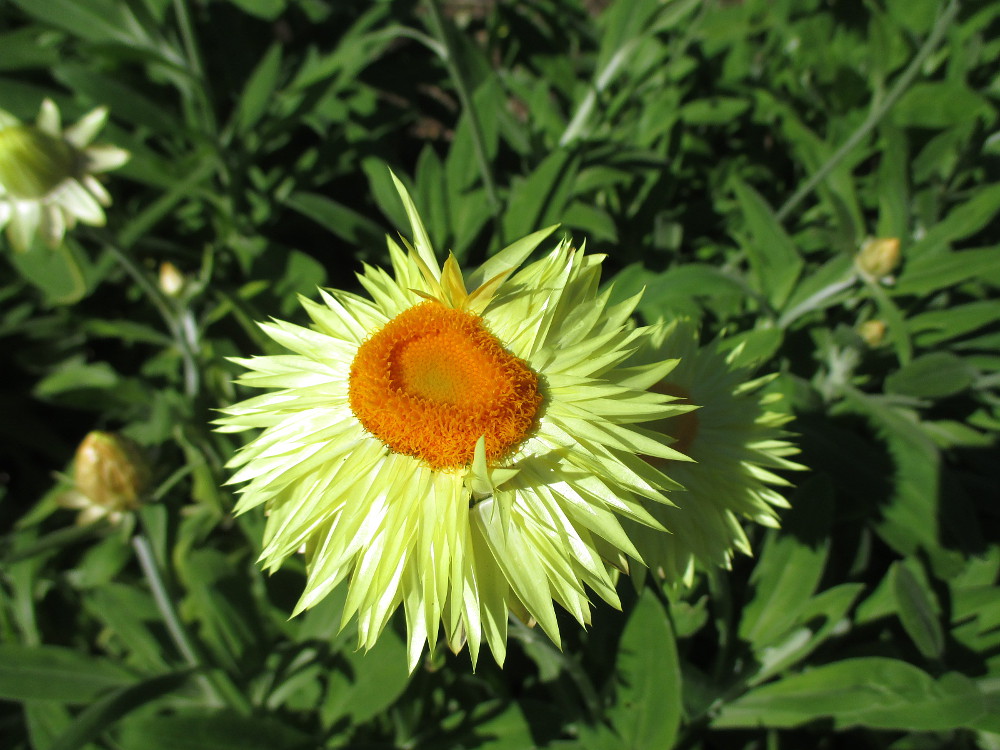 Image of Xerochrysum bracteatum specimen.