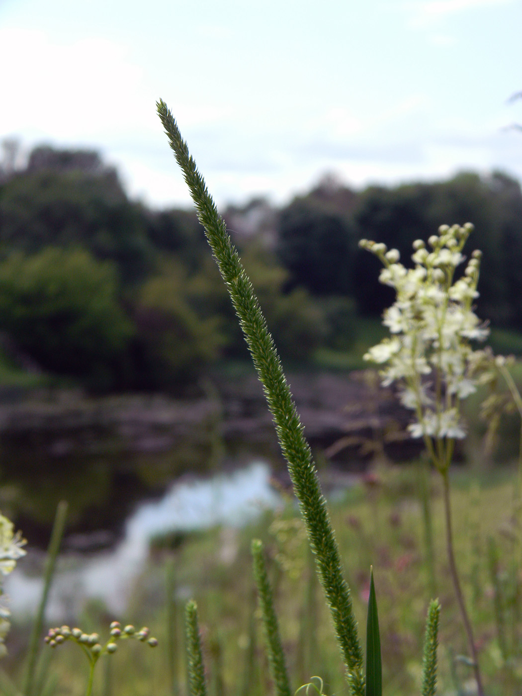 Изображение особи Phleum phleoides.