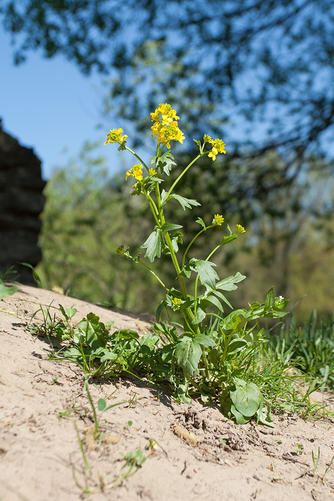Image of Barbarea arcuata specimen.