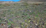 Echium bonnetii. Цветущие растения на щебнистом субстрате. Испания, автономное сообщество Канарские острова, остров Фуэртевентура, провинция Лас Пальмас, муниципалитет Ла Олива, восточные окр. пос. Эль Котильо, предгорная равнина. 14.03.2016.