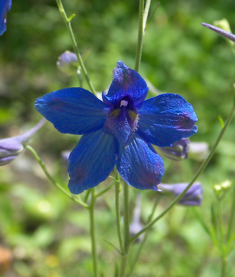 Image of Delphinium tatsienense specimen.