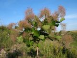 Cotinus coggygria