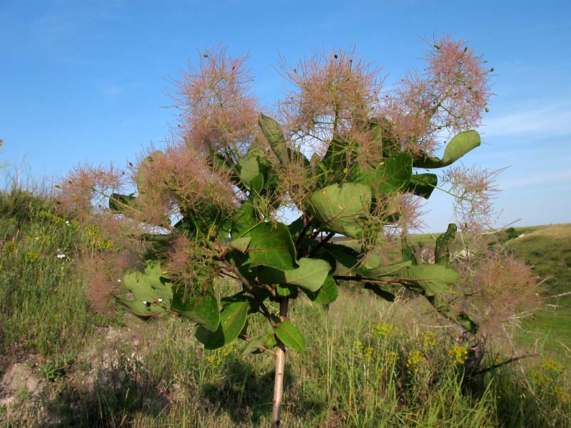 Image of Cotinus coggygria specimen.